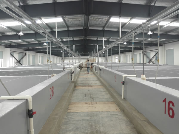 蝦苗養(yǎng)殖池場區(qū)